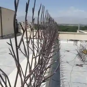 حفاظ شاخ گوزنی تراکم 31 حفاظ شاخ گوزنی تراکم 31