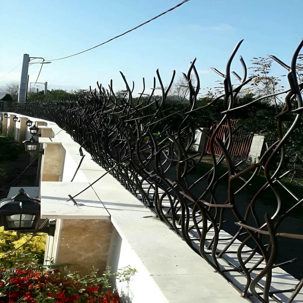 حفاظ شاخ گوزنی در سیرجان