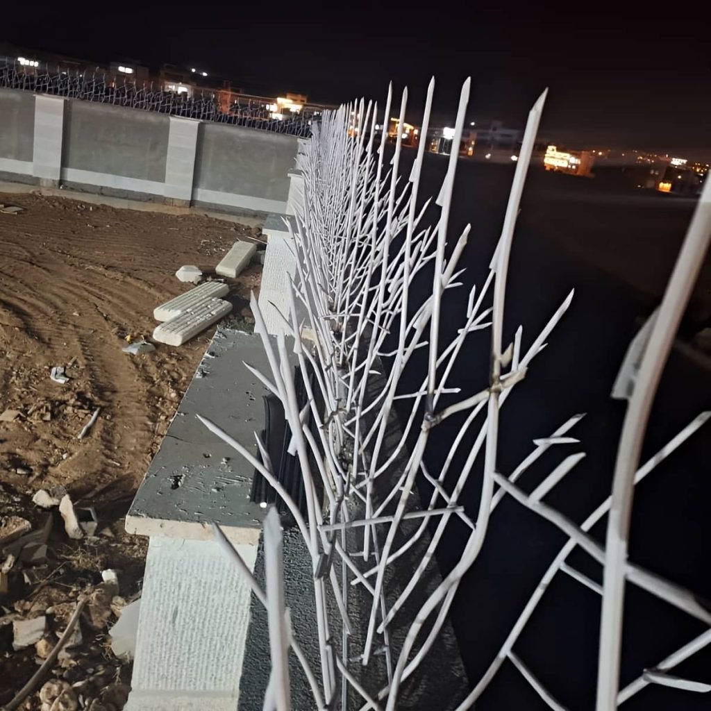 حفاظ شاخ گوزنی در گرگان
