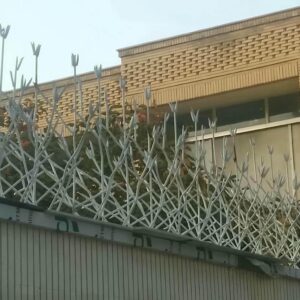 حفاظ شاخ گوزنی در قم