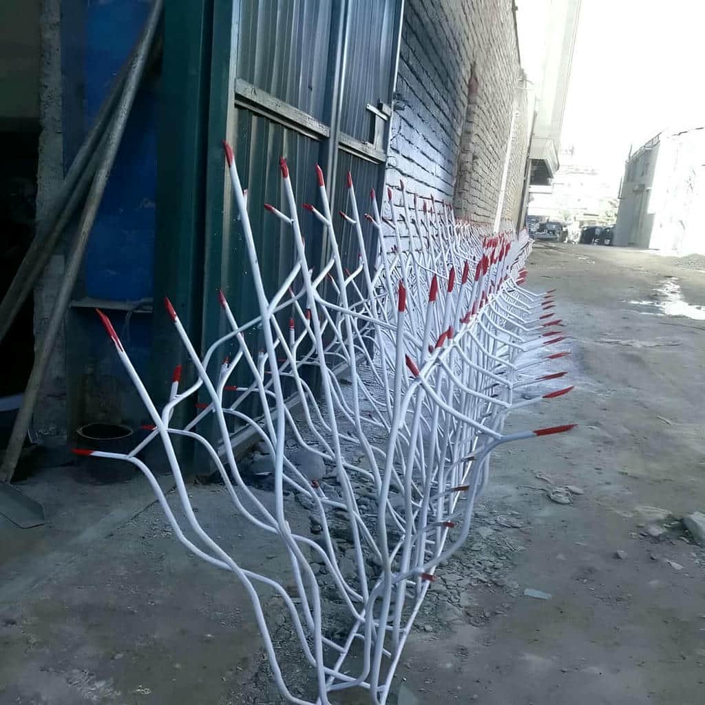 حفاظ شاخ گوزنی در مهرشهر کرج