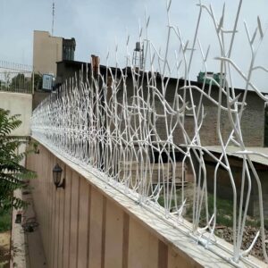 حفاظ شاخ گوزنی در قائمشهر