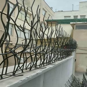 حفاظ شاخ گوزنی در آبادان