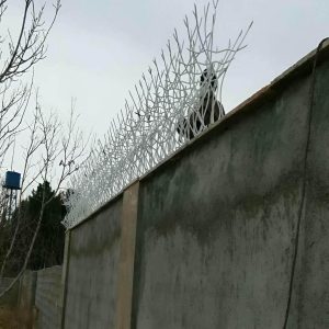 حفاظ شاخ گوزنی در اراک