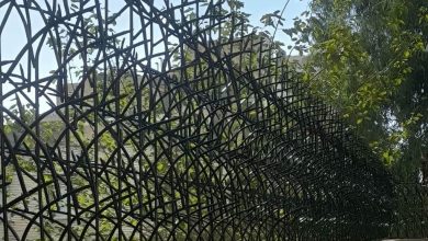 حفاظ شاخ گوزنی در اهواز
