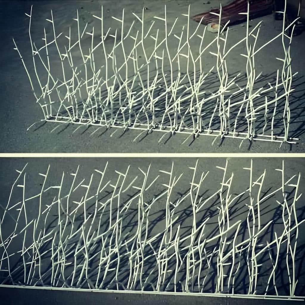 حفاظ شاخ گوزنی در چالوس