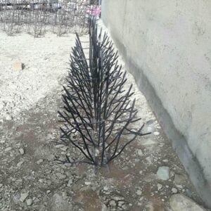 حفاظ شاخ گوزنی در سنندج