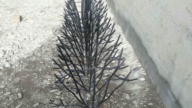 حفاظ شاخ گوزنی در سنندج