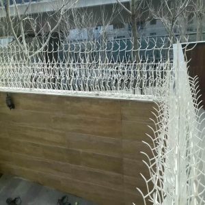 حفاظ شاخ گوزنی در سبزوار
