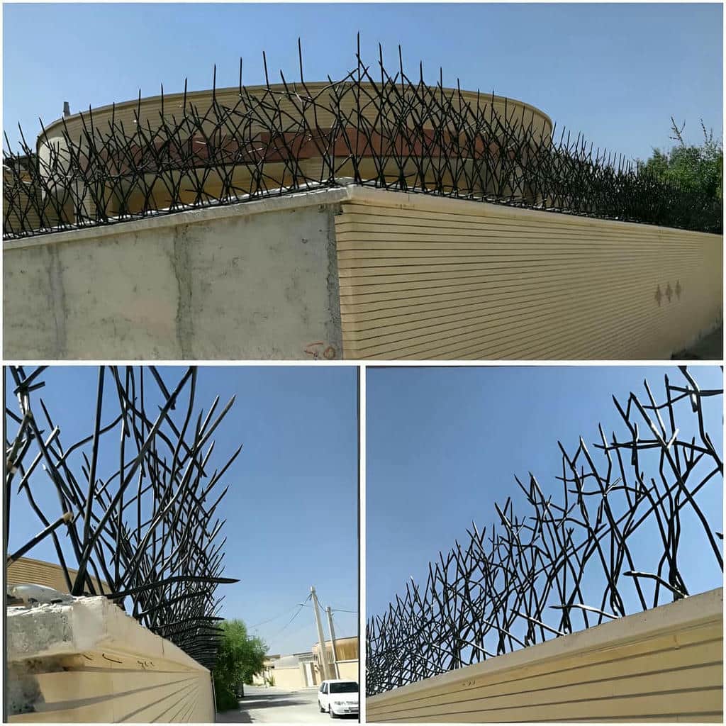 حفاظ شاخ گوزنی دیوار در دماوند