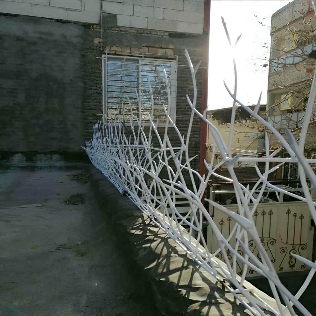 حفاظ شاخ گوزنی در استان گلستان