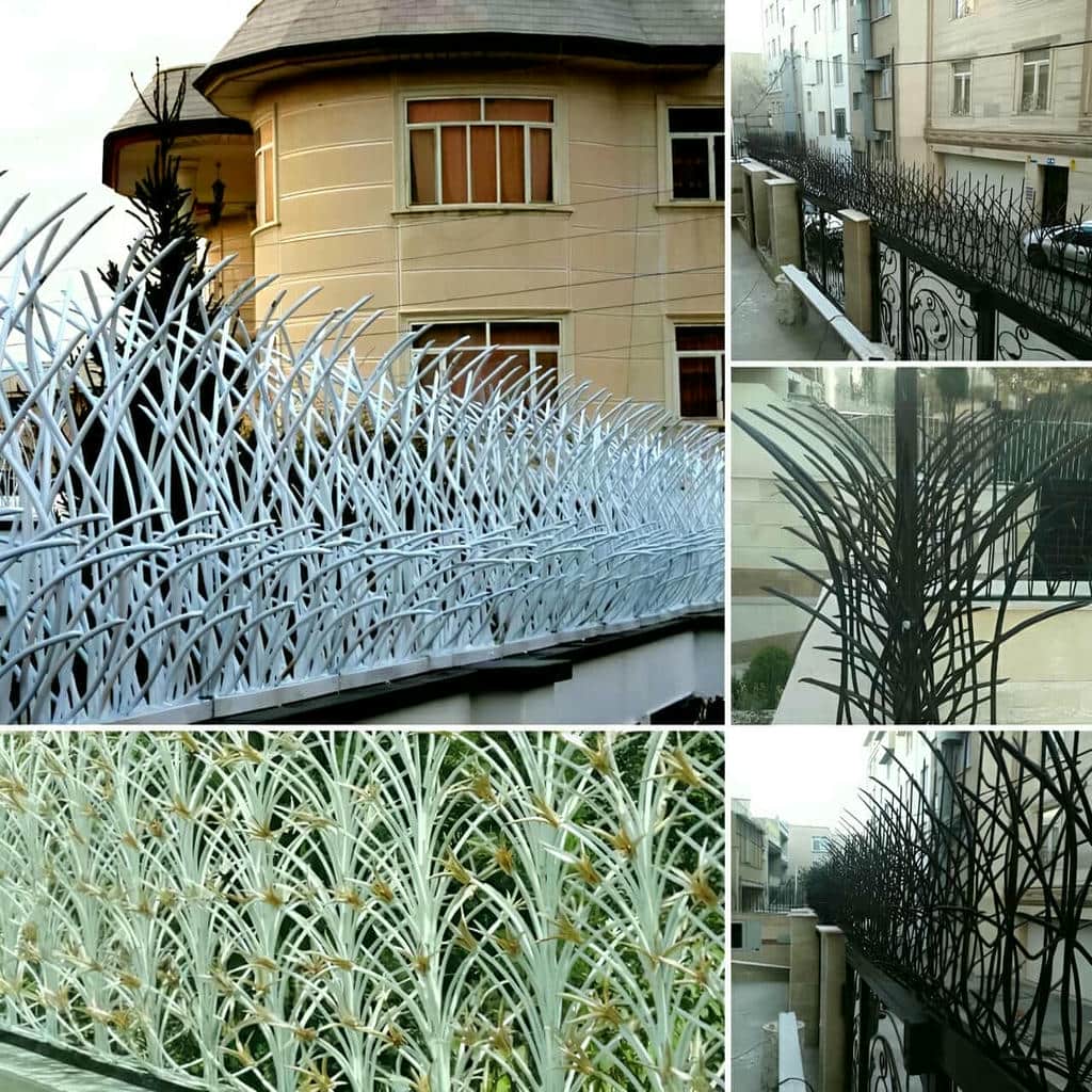 حفاظ شاخ گوزنی در رفسنجان