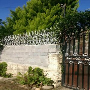 حفاظ شاخ گوزنی در ایرانشهر