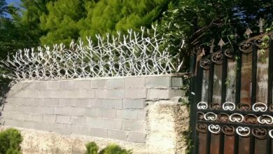 حفاظ شاخ گوزنی در ایرانشهر