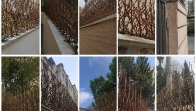 حفاظ دیوار شاخ گوزنی مشکی در استان آذربایجان شرقی